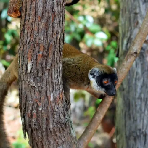 Lémurien-de-Madagascar
