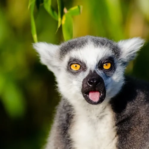adorable-lemurien-de-madagascar