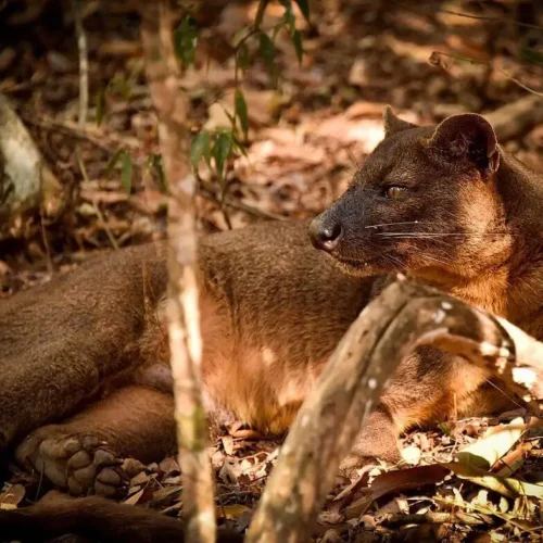 fossa-madagascar-30256108085jpg